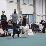FCI Kutyakiállítás Budapest, 2021. Fotó: Helló Magyar ©️