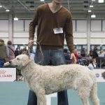 FCI Kutyakiállítás Budapest, 2021. Fotó: Helló Magyar ©️