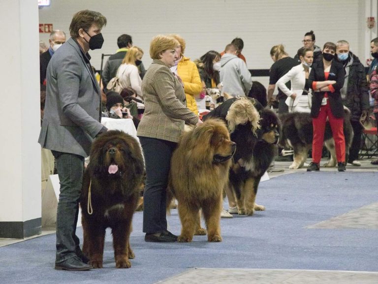 FCI Kutyakiállítás Budapest, 2021. Fotó: Helló Magyar ©️
