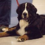 FCI Kutyakiállítás Budapest 2021 European Dog Show 2021 Hungary