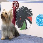 FCI Kutyakiállítás Budapest, 2021. Fotó: Helló Magyar ©️