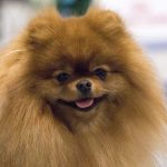 FCI Kutyakiállítás Budapest, 2021. Fotó: Helló Magyar ©️