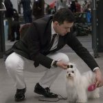 FCI Kutyakiállítás Budapest, 2021. Fotó: Helló Magyar ©️