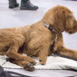 vizsla FCI Kutyakiállítás Budapest, 2021. Fotó: Helló Magyar ©️