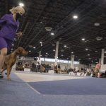 FCI Kutyakiállítás Budapest, 2021. Fotó: Helló Magyar ©️