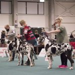 FCI Kutyakiállítás Budapest 2021 European Dog Show 2021 Hungary