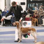 FCI Kutyakiállítás Budapest 2021 European Dog Show 2021 Hungary
