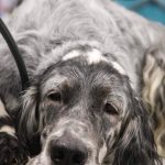 FCI Kutyakiállítás Budapest 2021 European Dog Show 2021 Hungary