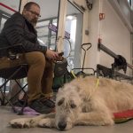 FCI Kutyakiállítás Budapest 2021 European Dog Show 2021 Hungary