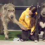 FCI Kutyakiállítás Budapest 2021 European Dog Show 2021 Hungary