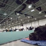 FCI Kutyakiállítás Budapest, 2021. Fotó: Helló Magyar ©️