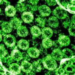 Fluoreszcens vírus
