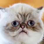 Mister Marbles