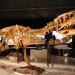 Abelisauridae dinoszaurusz