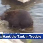 Hank a tank