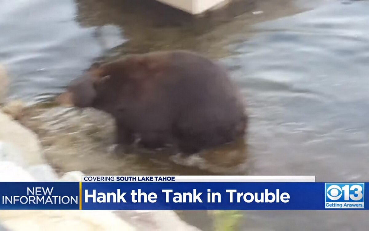 Hank a tank