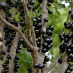 jaboticaba gyümölcs