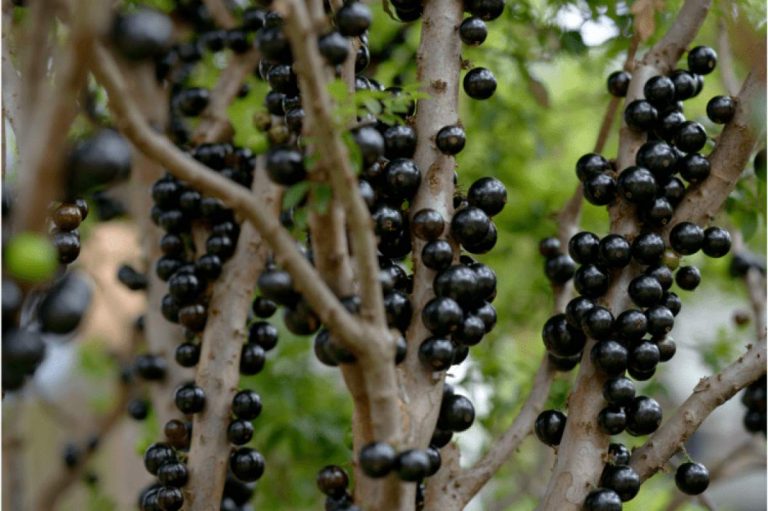 jaboticaba gyümölcs