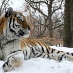 Putyin tigris
