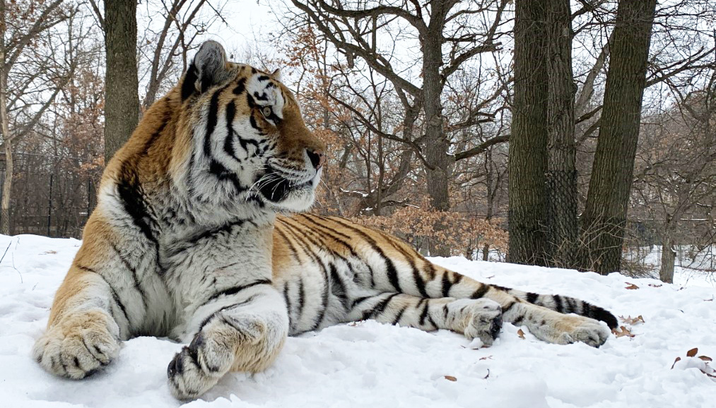 Putyin tigris