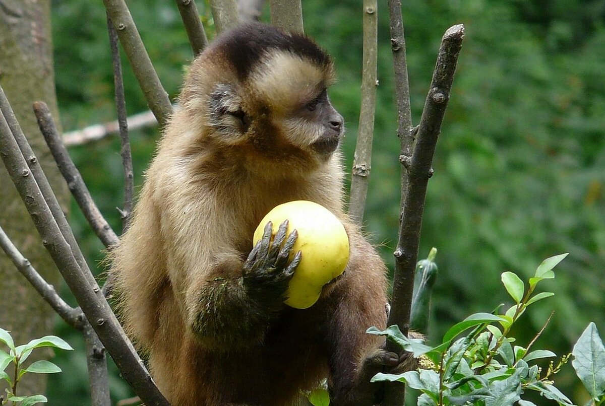Gyümölcsöt evő majom