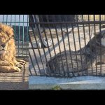 Simba és Akela