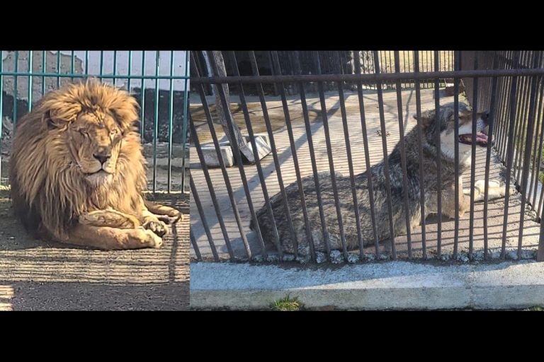 Simba és Akela