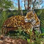 Mexikó 2022 Yucatán-félsziget - Leopárd