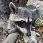 Mexikó 2022 Yucatán-félsziget - Mosómedve