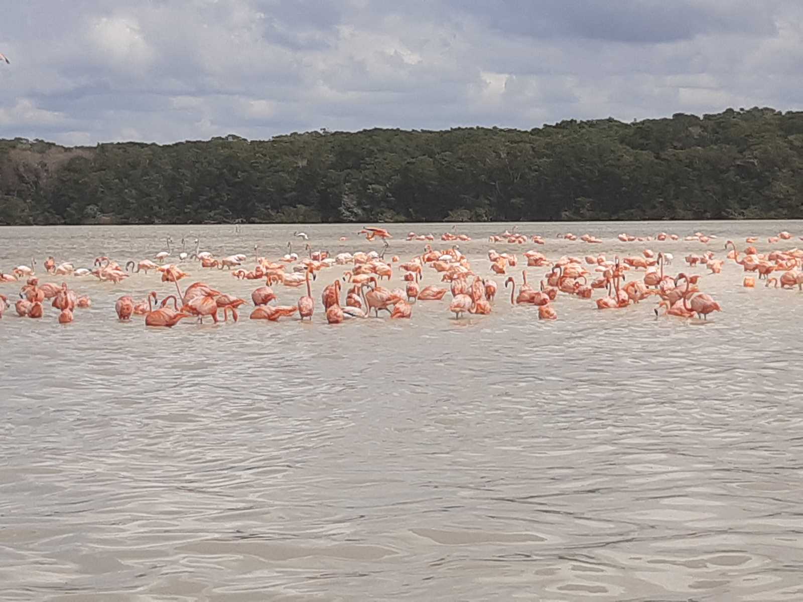Mexikó 2022 Yucatán-félsziget - Flamingó
