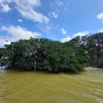 Mexikó 2022 Yucatán-félsziget - Celestún Biosfera