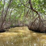 Mexikó 2022 Yucatán-félsziget - Celestún mangrove