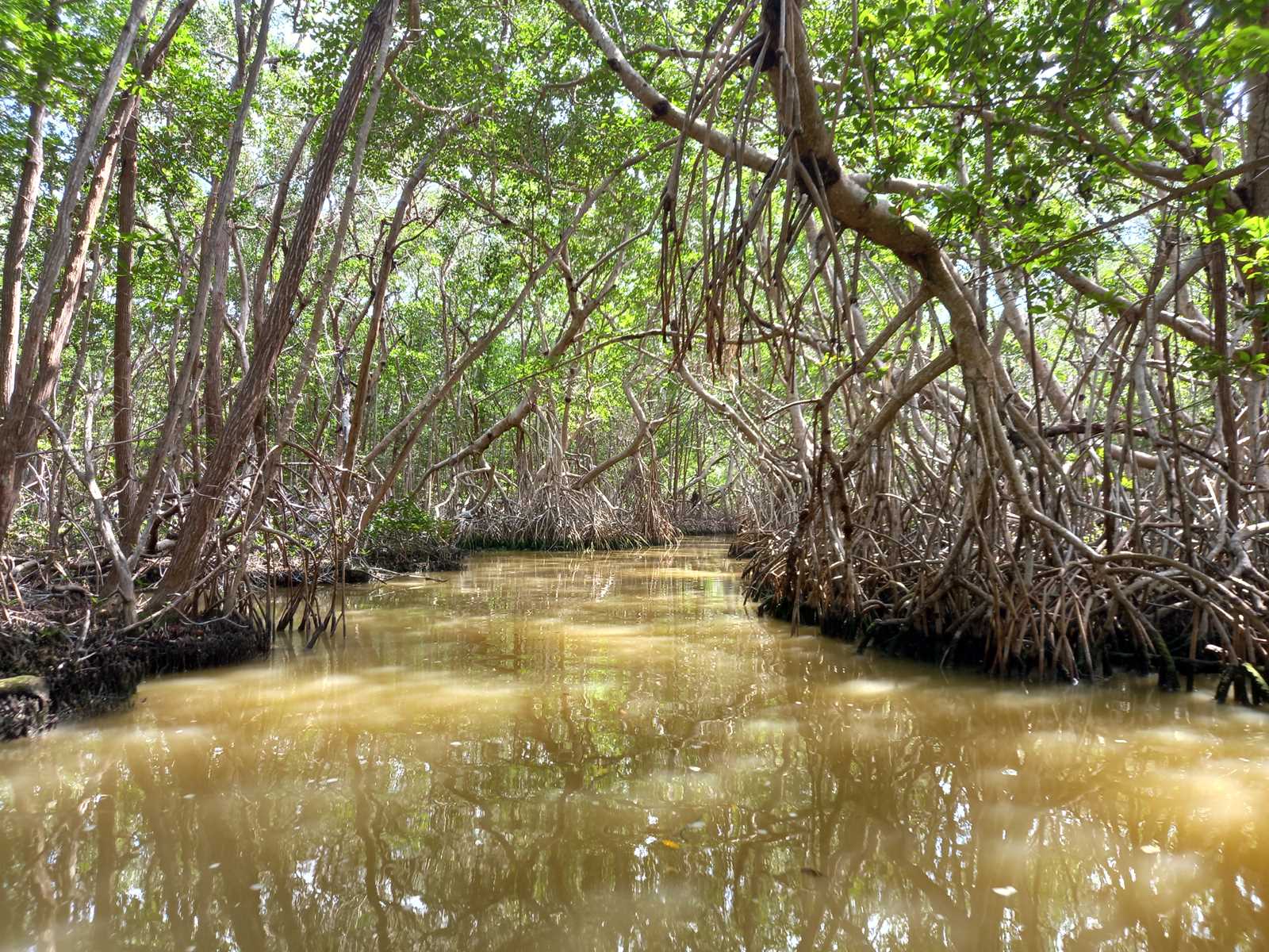 Mexikó 2022 Yucatán-félsziget - Celestún mangrove