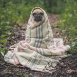 Fázós kutya