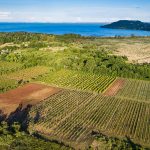 Gyulki pincészet borászat Balaton (4)