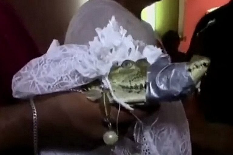 Aligátor menyasszony