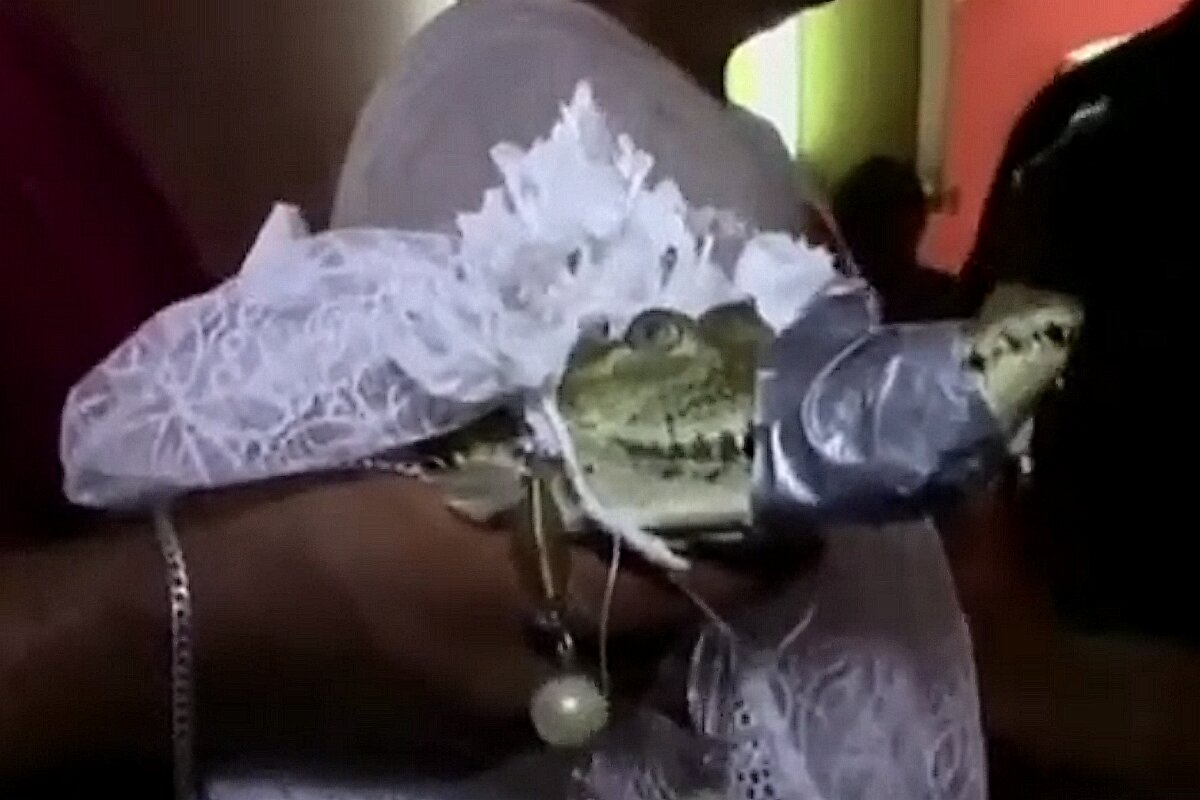 Aligátor menyasszony