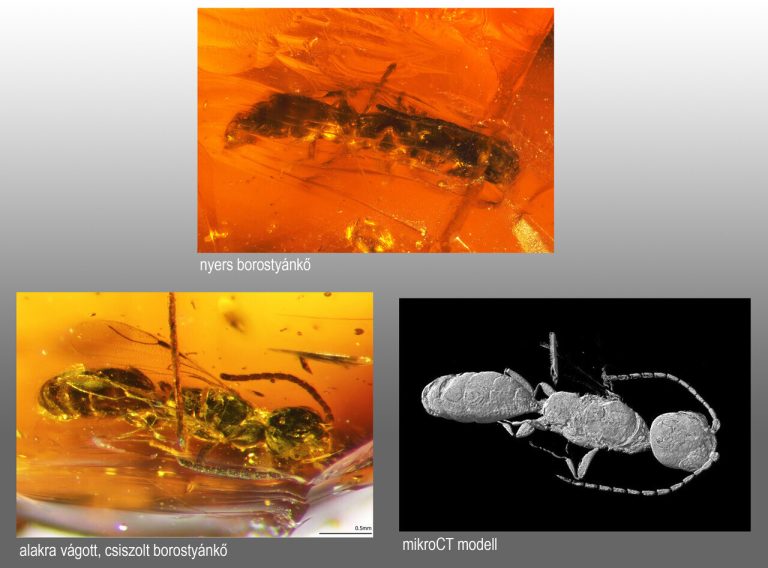darázs elte tudomány