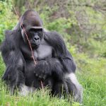 Gorilla