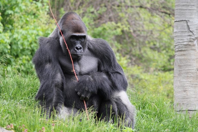 Gorilla