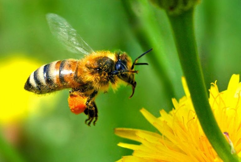 Mézelő méh