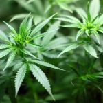 kannabisz