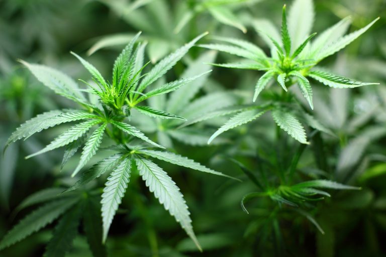 kannabisz