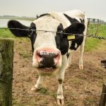 silly cow