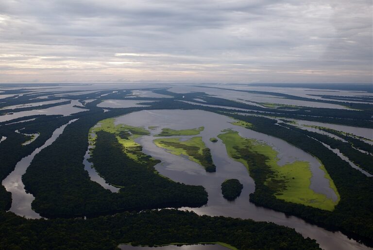 brazília amazonas esőerdő