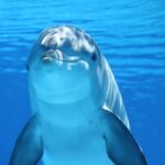 delfin állatvilág név delfinek
