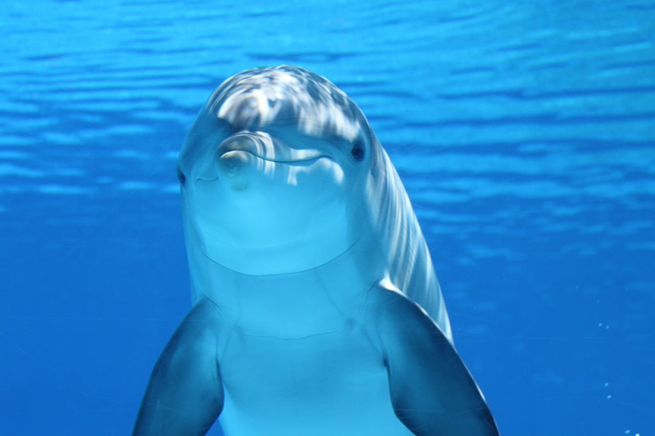 delfin állatvilág