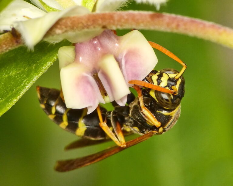 ázsiai darázs lódarázs