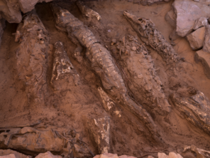 Az állatokat a legtöbb mumifikálódott krokodiltól eltérő módon konzerválták. Patri Mora Riudavets CC-BY 4.0 alatt.