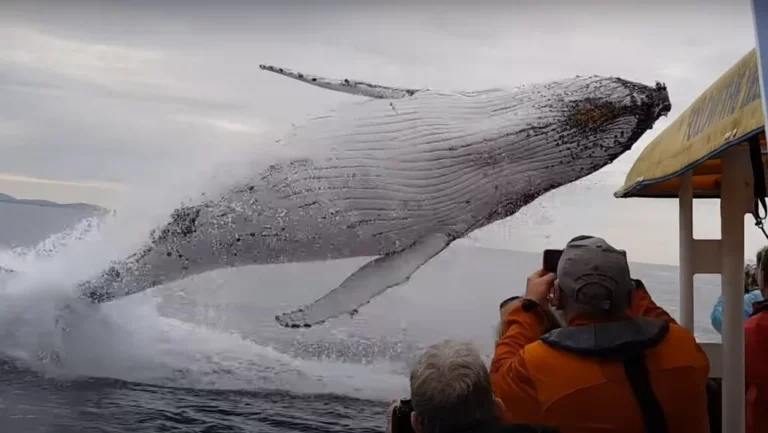 Gyilkos fenevadak orka állatvilág